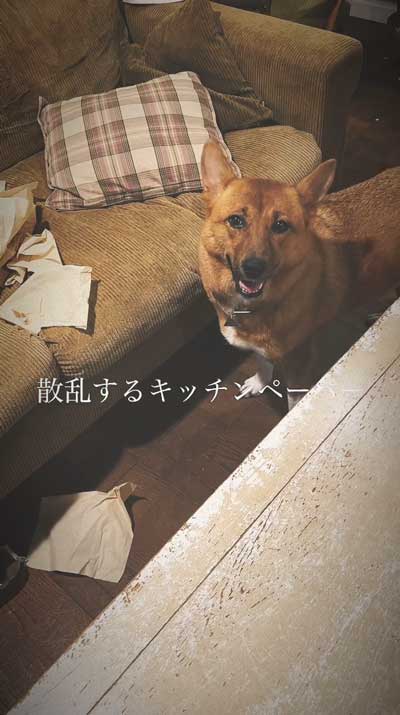 留守番中にイタズラした犬と猫探偵