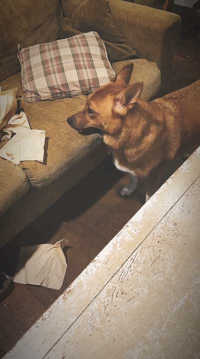 留守番中にイタズラした犬と猫探偵