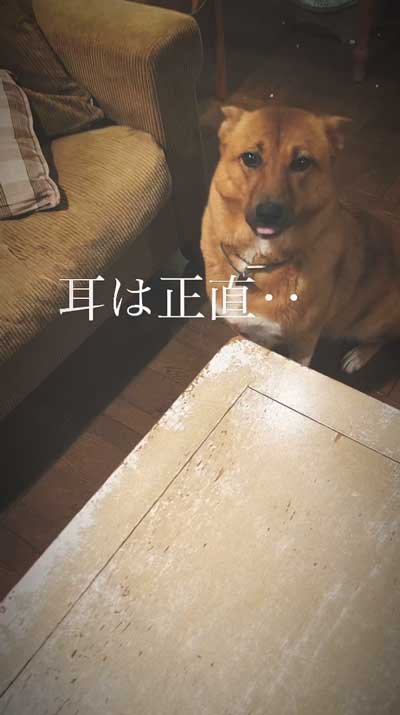 留守番中にイタズラした犬と猫探偵