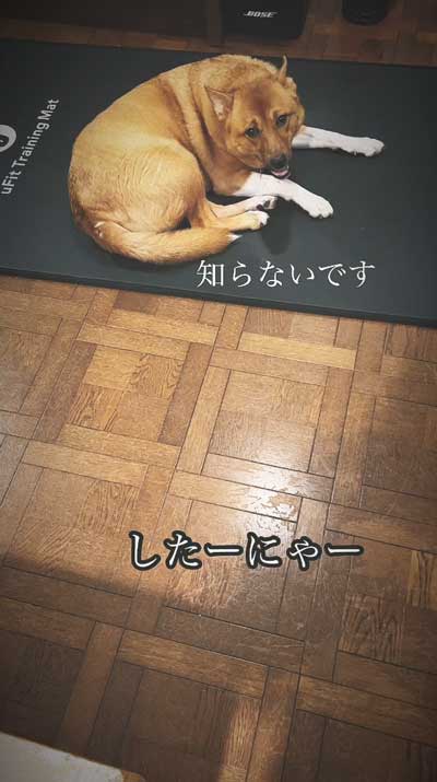 留守番中にイタズラした犬と猫探偵