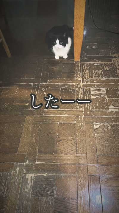 留守番中にイタズラした犬と猫探偵