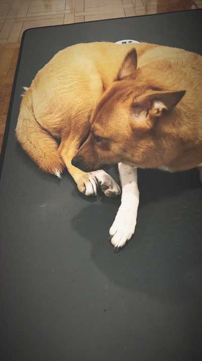 留守番中にイタズラした犬と猫探偵