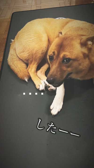 留守番中にイタズラした犬と猫探偵