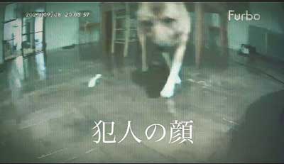 留守番中にイタズラした犬と猫探偵