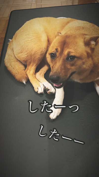 留守番中にイタズラした犬と猫探偵