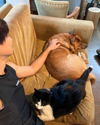 留守番中にイタズラした犬と猫探偵