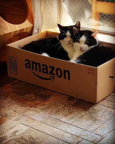 留守番中にイタズラした犬と猫探偵