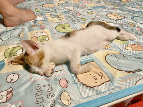 大好きなおねえちゃんのそばで