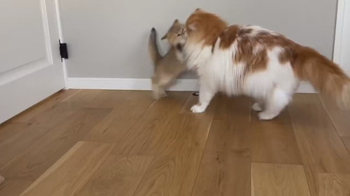 酔拳発動こたつくん