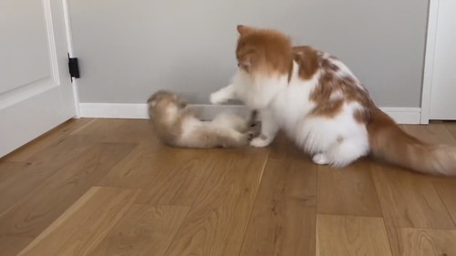 酔拳発動こたつくん