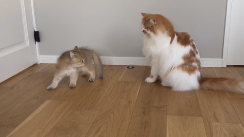 酔拳発動こたつくん