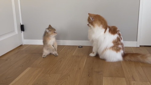 酔拳発動こたつくん