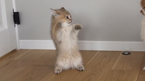 酔拳発動こたつくん