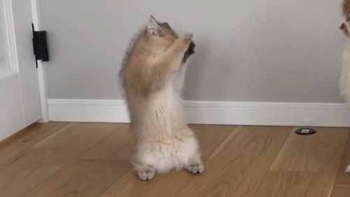 酔拳発動こたつくん