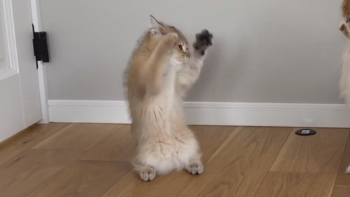 酔拳発動こたつくん