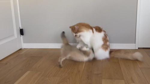 酔拳発動こたつくん