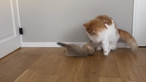 酔拳発動こたつくん