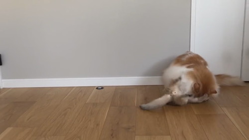 酔拳発動こたつくん