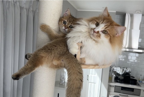 ぽてちくんとこたつくん