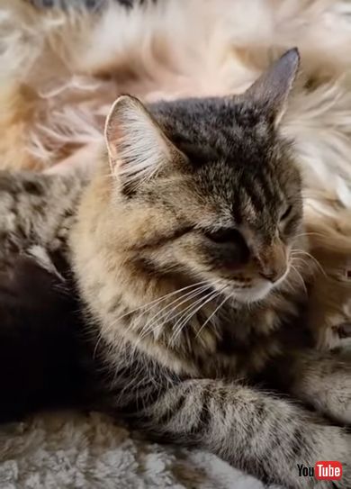 ワンコはお母さん猫とも仲良しです