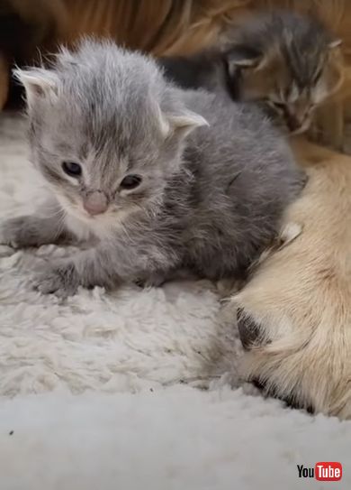 生後20日の子猫