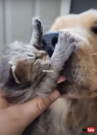 子猫たちの世話をするワンコ