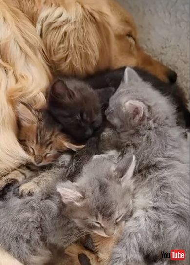 幸せそうにすやすや眠るワンコと子猫たち