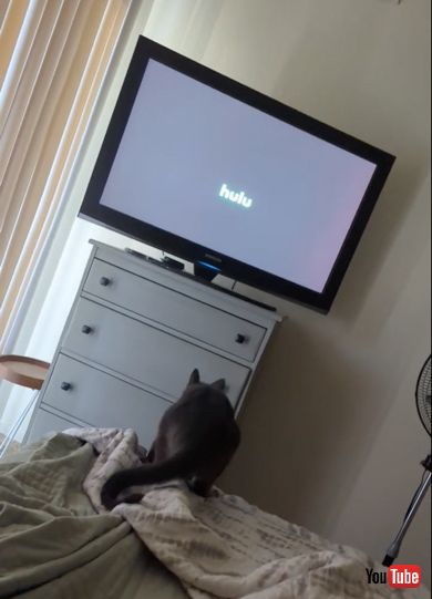 ジャンプに勢いをつけるため準備運動をする猫ちゃん