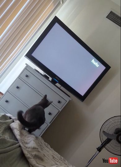 しっぽでバランスをとる猫ちゃん