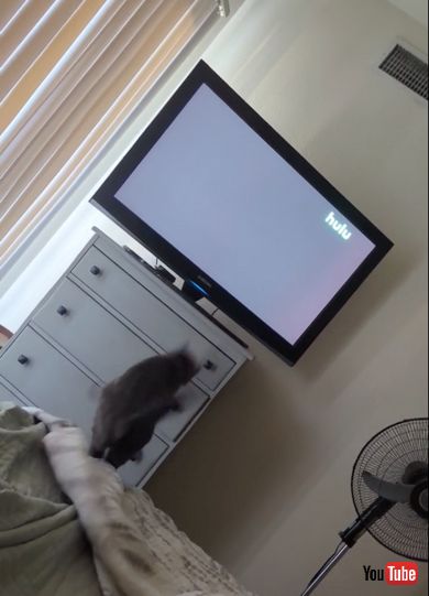 ジャンプが苦手な猫ちゃん