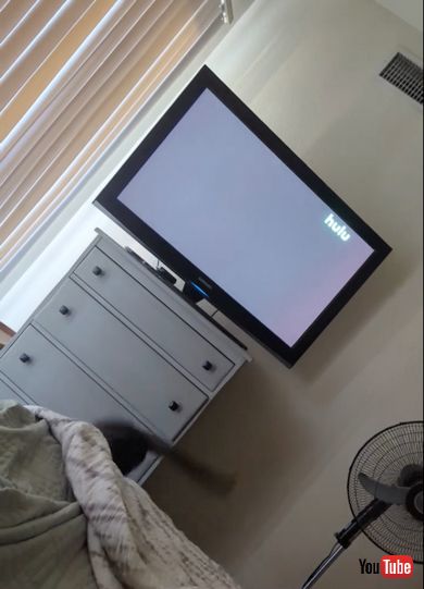 ジャンプ力が足らずテレビ台へ届かなかった猫ちゃん