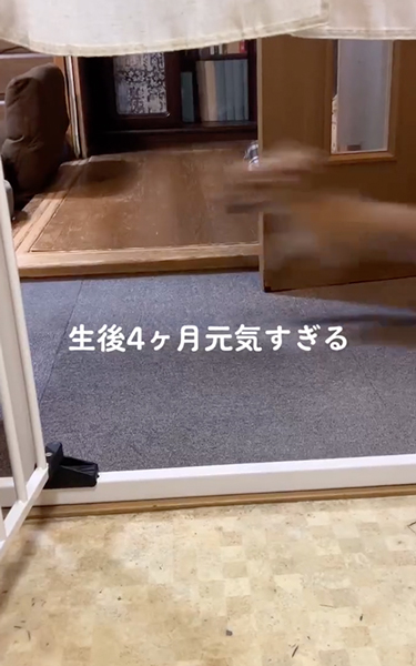 速すぎて見えない子犬
