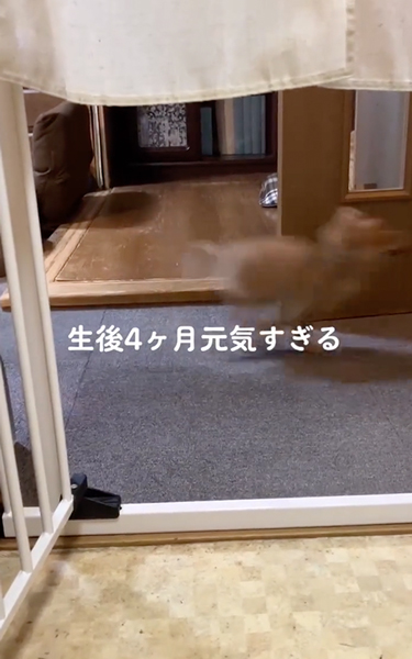 速すぎて見えない子犬