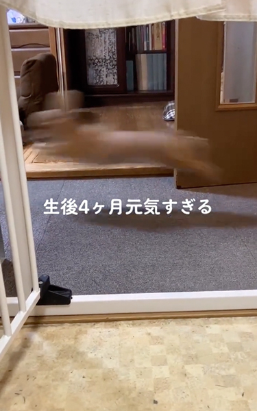 速すぎて見えない子犬