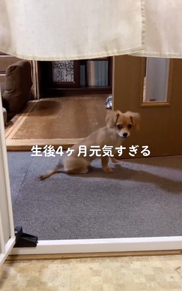 速すぎて見えない子犬