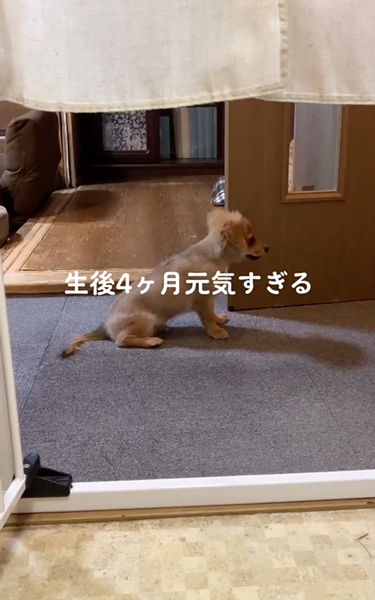 速すぎて見えない子犬