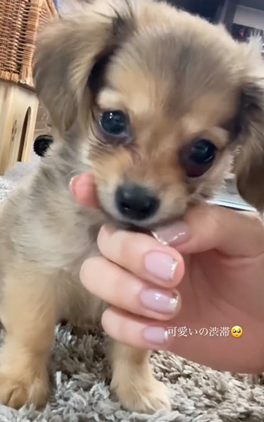 まだまだ子犬