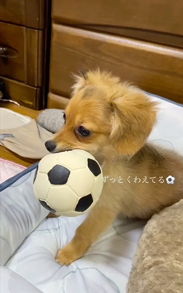 まだまだ子犬