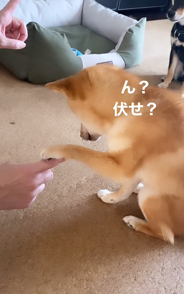 お手と伏せがごっちゃになった柴犬