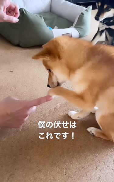 お手と伏せがごっちゃになった柴犬