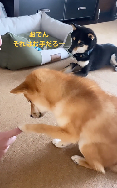 お手と伏せがごっちゃになった柴犬