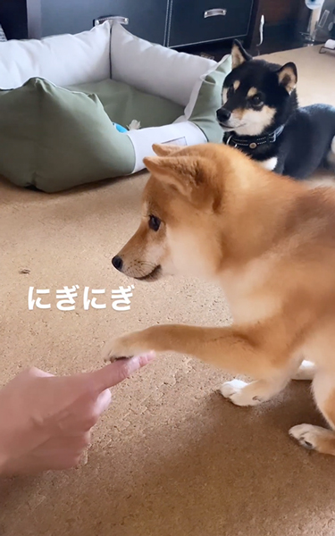 お手と伏せがごっちゃになった柴犬