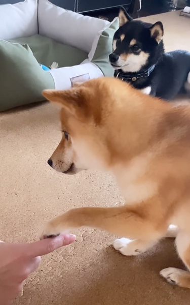 お手と伏せがごっちゃになった柴犬