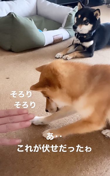 お手と伏せがごっちゃになった柴犬