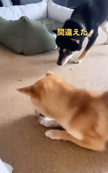 お手と伏せがごっちゃになった柴犬