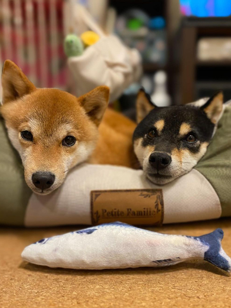 仲良くアゴ乗せ