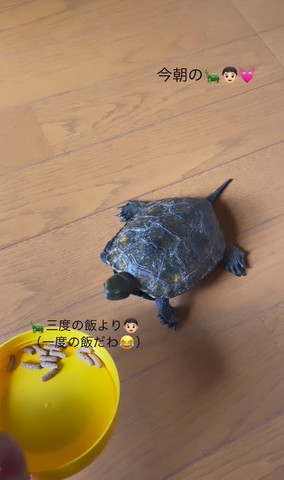 ごはんを見るカメ