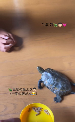 グーの手を見るカメ