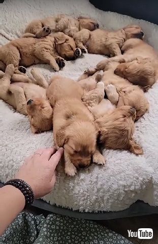 8匹の子犬お昼寝