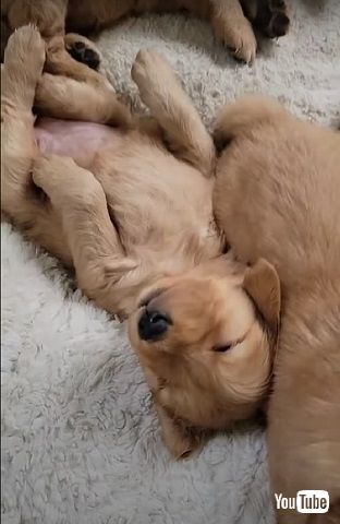 8匹の子犬アップ